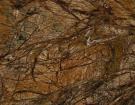 Rain Forest Brown
